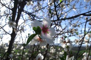 Villa Eleia Bodrum - Olive Garden & Stone House - 3