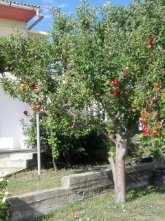 Apartment JoPek - Rtina - 1