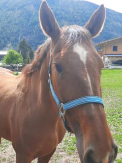 Obenfigerhof - Kals am Grossglockner - 4