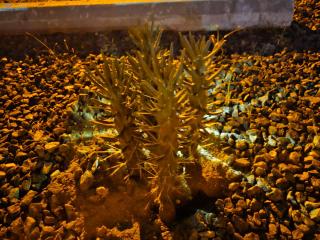 Beach 5 Villas on Amelia Island steps to the Ocean - 1