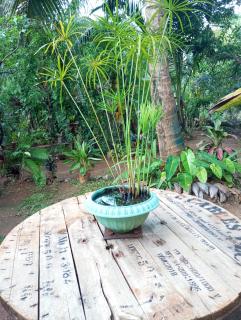 SIGIRI HUNTER HOMESTAY Hostel & Guide Room - Sigiriya - 4
