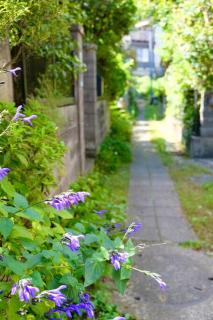 GREEN HOUSE Kamakura Daibutsu 鎌倉大仏 - 3