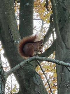 LA FEUILLÉE, Charmante Maison au Bois de Cise - 5