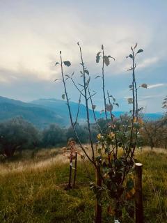 Torretta Margiotta - Picinisco - 1