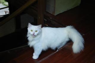 Chapi Dreamy Home - Sapa - 7
