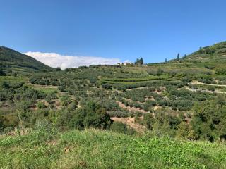 La Volpe e l'Iris by Holiday World - - 9