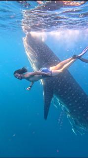 Whale shark Sumbawa Tour - Sumbawa Besar - 3