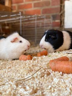 Wunderschöne Ferienwohnung zwischen Bremen und Hamburg - 5