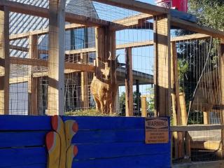 Glampsite #6 at the Bok Vegas Interactive Petting Zoo - Palestine - 7