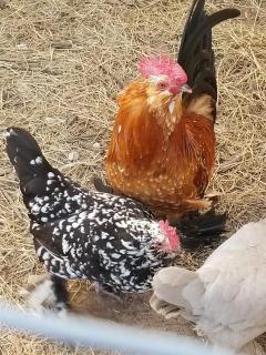 King Creole #3 - Glampsite at Farm and Bok Vegas Petting Zoo - 2