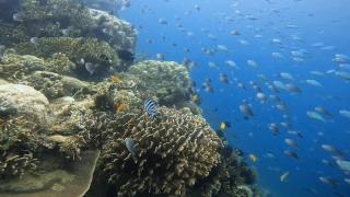 Sentigi Homestay Gili Gede - Gili Gede - 3