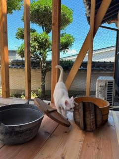 猫と泊まれる宿にゃんstay - Kure - 1