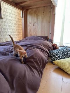 猫と泊まれる宿にゃんstay - Kure - 2