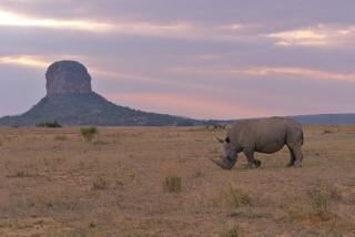 Honeyguide Conservation Lodge - Golders Green - 2
