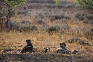 Honeyguide Conservation Lodge - Golders Green - 6