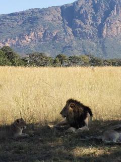 Honeyguide Conservation Lodge - Golders Green - 4