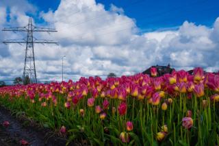 Glamping de Hof van Eeden - Warmond - 6