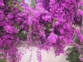 Stone house, like Bungalow, 500 meters to Acropolis - Atene - 9