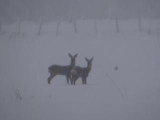 Gîte nature & confort rénové, Plateau des 1000 étangs - WIFI, parking - FR-1-583-302 - 1