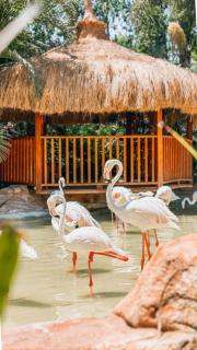 Waterfall Zoo Lodge Deluxe Suite 1 - - 6
