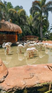 Waterfall Zoo Lodge Deluxe Suite 1 - - 3
