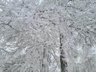 BergButzen mit Balkon - Braunlage - 9