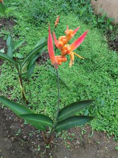 KAN'DLO - Le Morne Rouge - 5