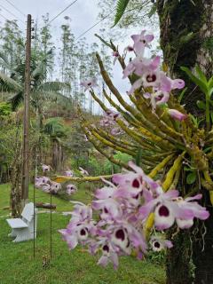 Chalé Vitor meireles - 5