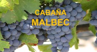 Cabañas El Molino - 9