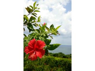 OYADO YAMASASHI - Vacation STAY 16887 - Isola di Ishigaki - 4