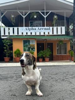 Alpha Arenal Hostel - Fortuna - 8