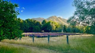 Quail Farm, Colonial charm - 9