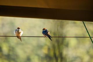 Le Petit Karoo Ranch - Oudtshoorn - 5