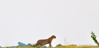 Deogarh Hills A Village Experience Property - Kaunthal - 8
