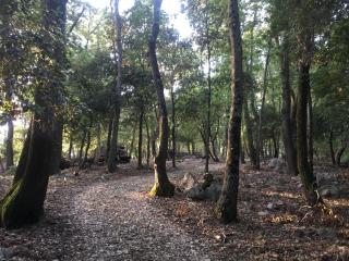 Zypressen, Ein Haus Im Wald An Der Ligurischen Riviera - Zaneca - 1