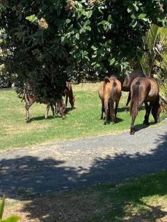 Ahipara Beach Front, modern stylish bach - Ahipara - 2