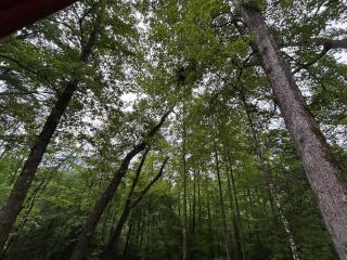 A Romantic Rendezvous Honeymoon - Sevierville - 4