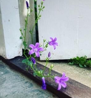 Riverside country cottage - Newhaven - 6