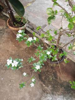 IVON Guest House Arambol - Arambol - 7
