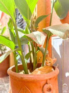 Eco Bay Surf House - Agadir - 5