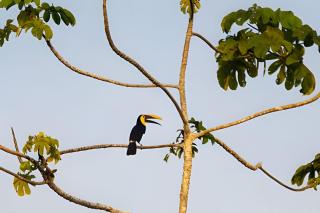 Balsa Nueva Lodge-Farm Stay & Café-Ocean & Jungle-Views - 6
