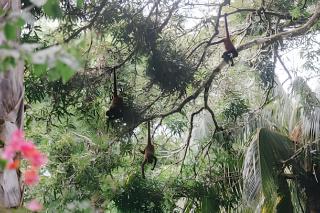 Tumbo de las Olas - 1