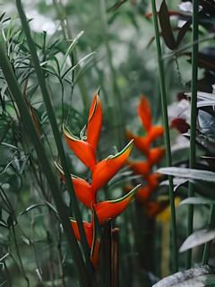 Tumbo de las Olas - 1