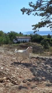 Cozy Studio with Forest View & Bath - 10min drive to Black Sea Beach - 2