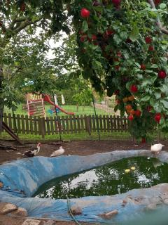 Azienda agrituristica La Borgaccia - 1