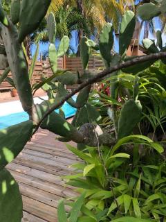 Maison cosy familiale - Sainte-Anne - 2
