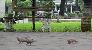 Daun Residence Menteng - 5