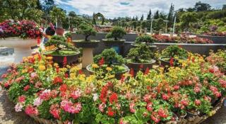 Hanh Phuc Tay Do Hotel - Da Lat - 6