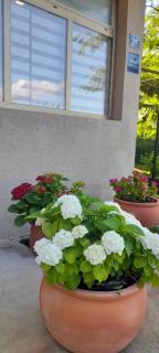 Hortensia - 6