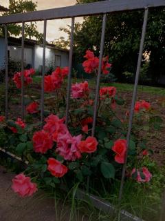 Ainazik guest house - 2